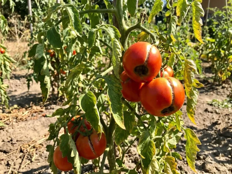 بهترین کود برای تابستان و جلوگیری از سوختگی گیاه در گرما