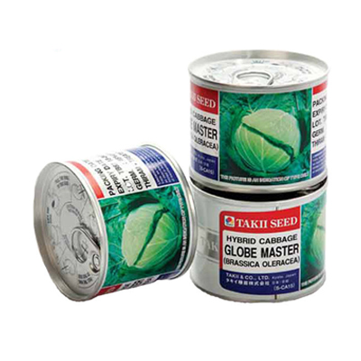 بذر کلم پیچ هیبرید گلوب مستر تاکی