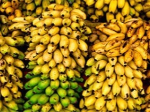 آفات مهم موز