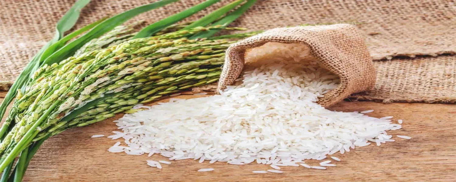 بهترین کود برای برنج