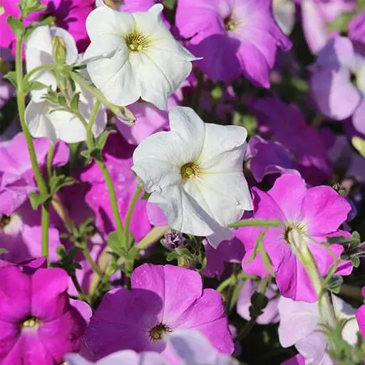 راهنمای کامل کاشت، داشت و مراقبت گل اطلسی ایرانی (Petunia integrifolia)