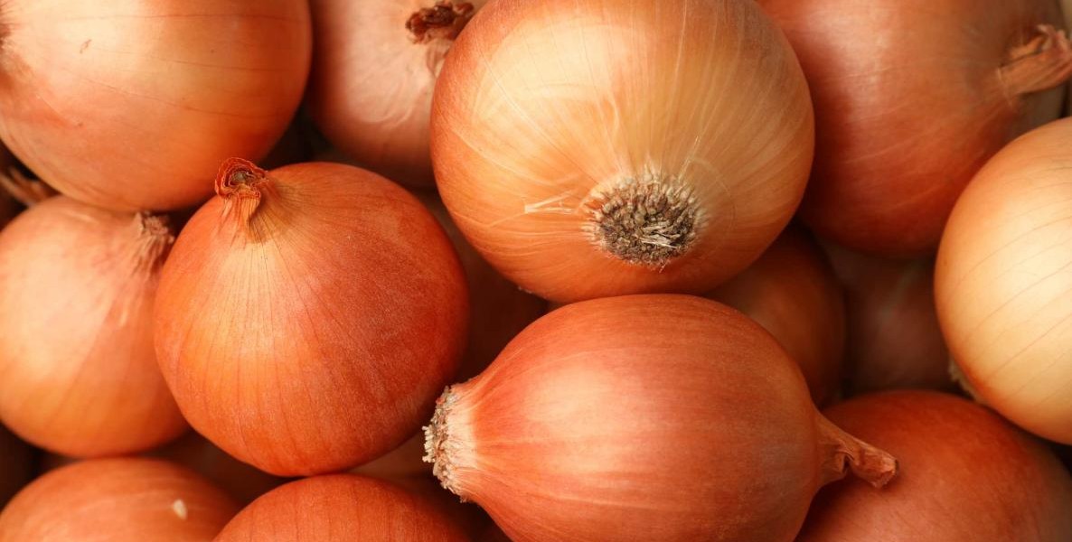 آموزش نحوه کاشت و نگهداری پیاز