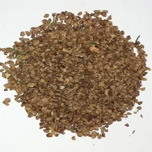 بذر درخت سرو شیراز