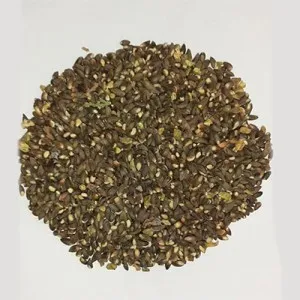 بذر درخت سرو خمره ای