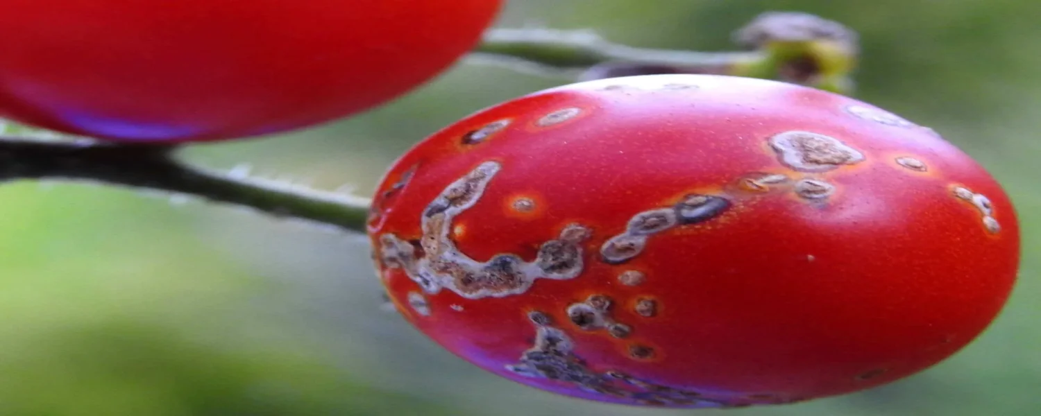 مهمترین نکات درباره شانکر باکتریایی گوجه‌فرنگی