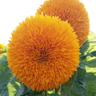 بذر گل آفتابگردان زینتی پرپر تک رنگ زرد