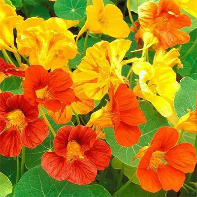 بذر گل لادن پاکوتاه الوان