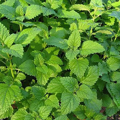 بذر بادرنجبویه