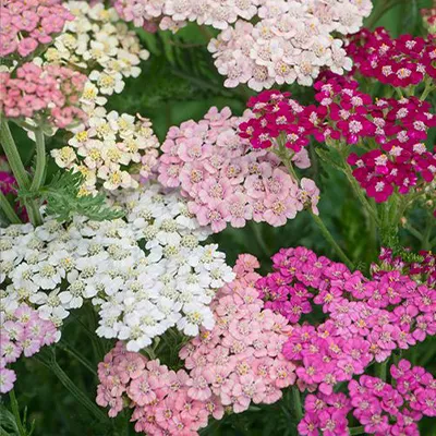 بذر بومادران