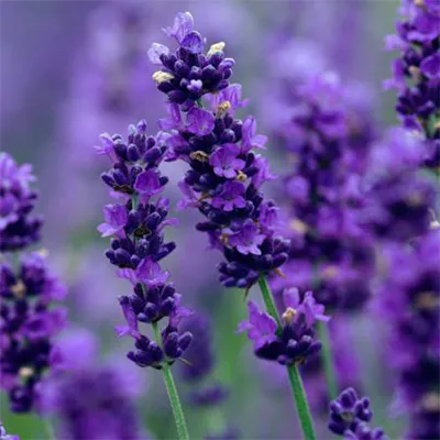 بذر اسطوخودوس