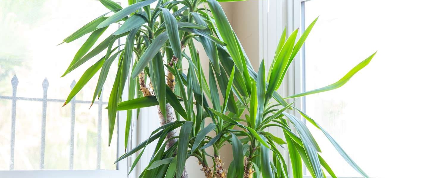 کاشت و نگهداری از یوکا