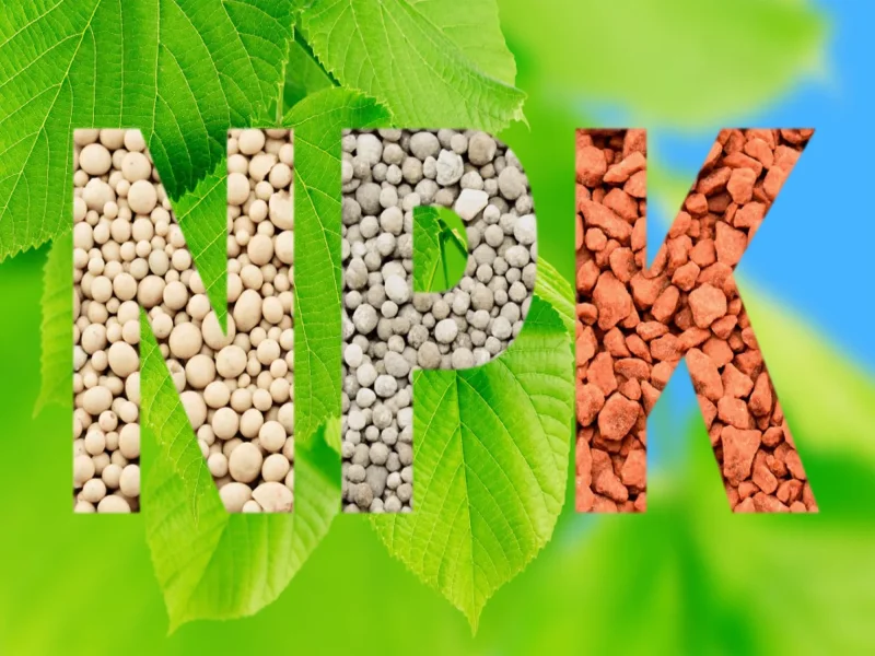 نحوه استفاده از کود سه بیست برای درختان میوه