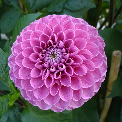 پیاز گل کوکب