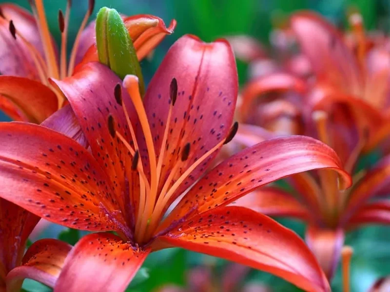 کاشت و نگهداری گل لیلیوم