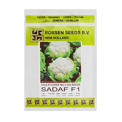 بذر گل کلم هیبرید صدف روزن سیدز