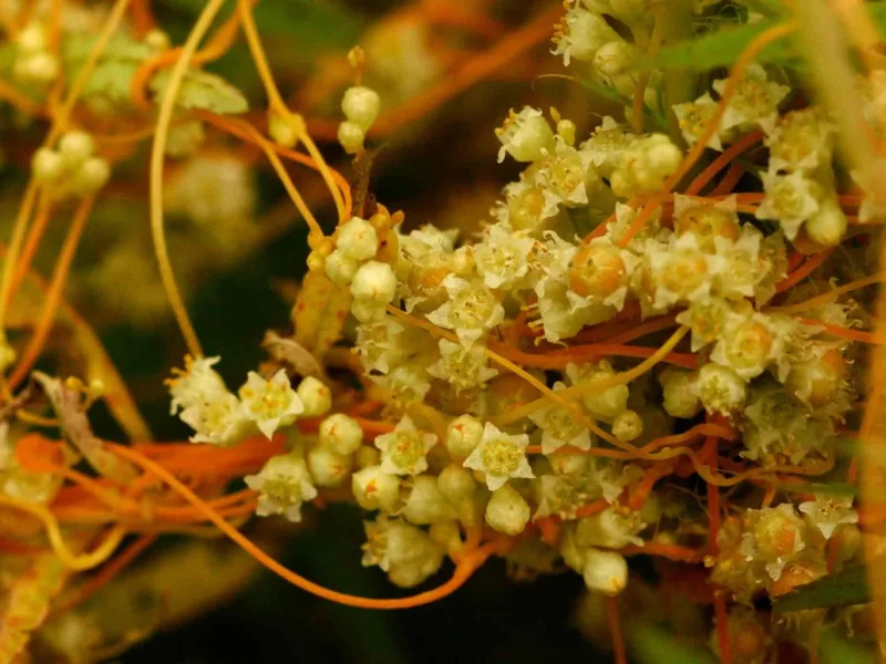 مدیریت علف هرز سس