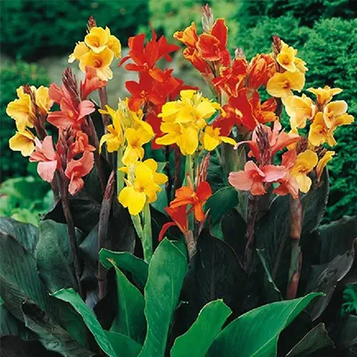 پیاز گل اختر