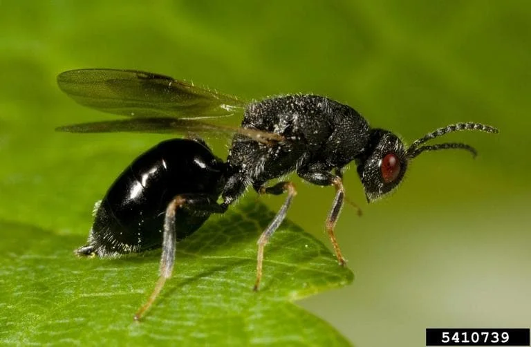 شناسایی و مبارزه با زنبور مغزخوار بادام