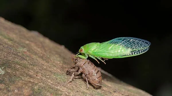 راهنمای کنترل زنجره مو