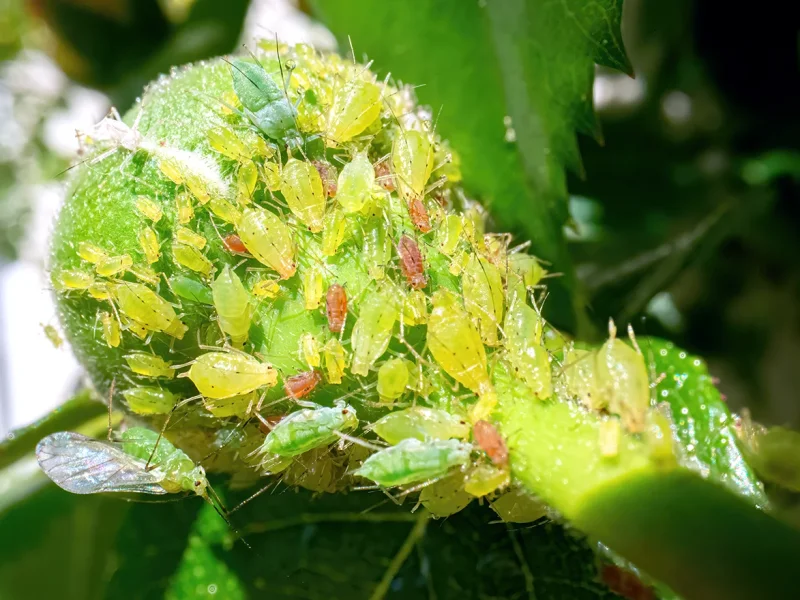 آفات و بیماری‌های مهم در فصل بهار