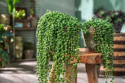 معرفی و آموزش نحوه کاشت و نگهداری گل رشته مروارید