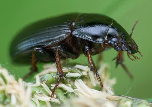 آشنایی با سوسک سیاه گندم (زابروس) و راه‌های مقابله با آن