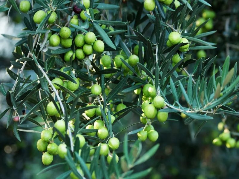 مهمترین کمبودهای تغذیه ای درخت زیتون و کودهای مناسب آن