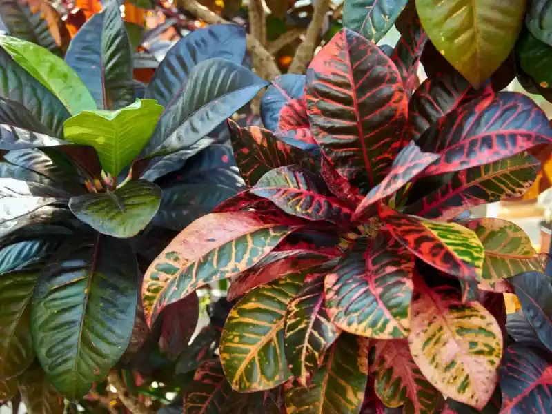 کاشت و نگهداری گل کروتون