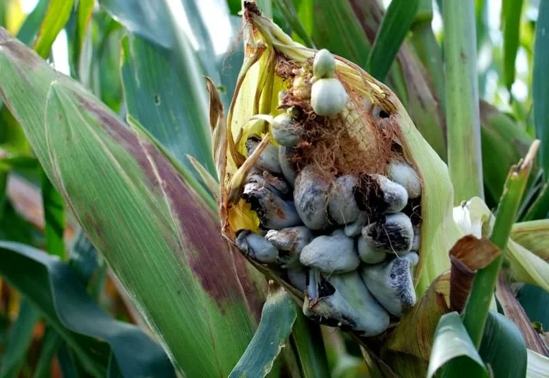 سیاهک معمولی ذرت و راه های جلوگیری و مقابله با آن