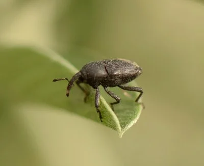 شناسایی آفت سرخرطومی جالیز و راه های مقابله با آن