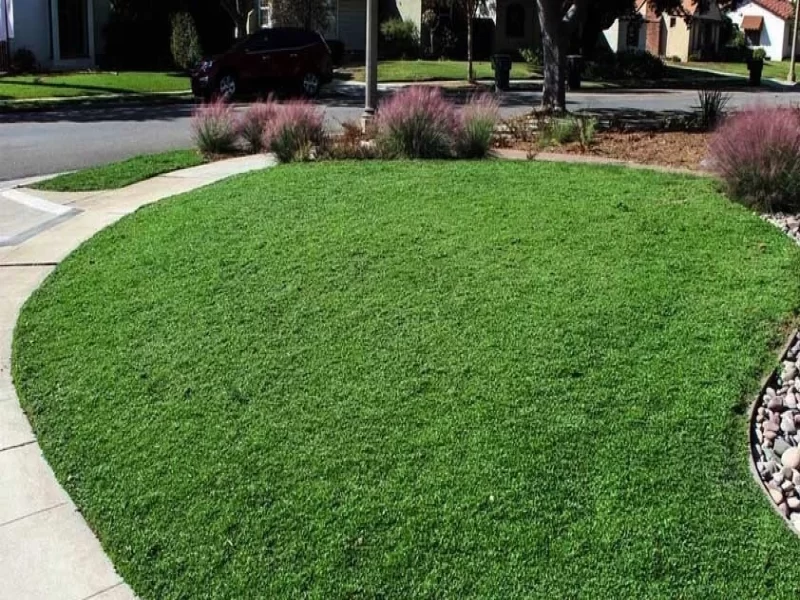 معرفی بهترین انواع بذر چمن برای مصارف مختلف