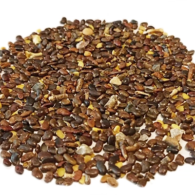 بذر درخت اقاقیا