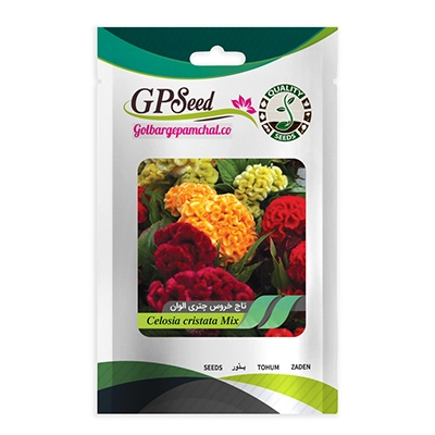 بذر گل تاج خروس چتری الوان