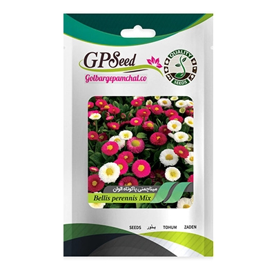 بذر گل مینا چمنی پاکوتاه الوان
