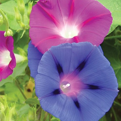 بذر گل نیلوفر رونده الوان