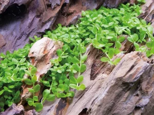 جامع ترین راهنمای کاشت،نگهداری و تکثیر چمن آکواریوم مونت کارلو