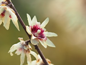 جامع ترین راهنمای نگهداری،تکثیر و کاربرد گل یخ