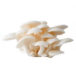 بذر قارچ صدفی سفید