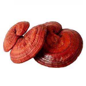 بذر قارچ گانودرما