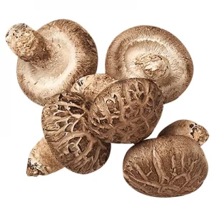 بذر قارچ شیتاکه