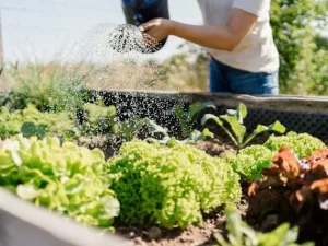 راهنمای  جامع انتخاب بذر های باکیفیت برای باغچه های خانگی