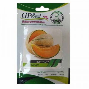 بذر طالبی سمسوری تو زرد