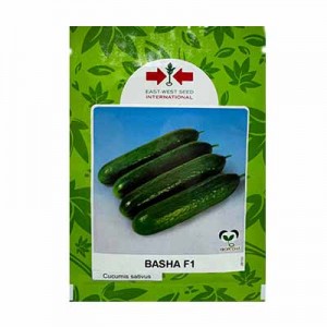 بذر خیار گلخانه ای هیبرید باشا ایست وست