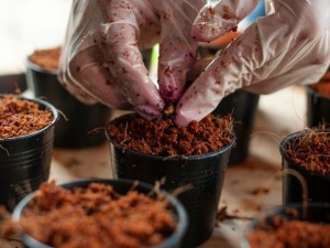 بهترین ترکیب کوکوپیت با خاک برای گلخانه و باغچه خانگی