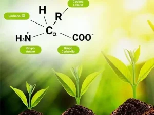 بهترین زمان مصرف آمینواسید درگیاهان مختلف