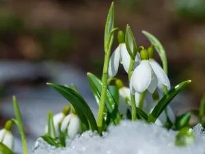 جدول زمانی کاشت بذر گل های رایج در پاییز و زمستان