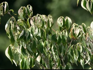 چطور بفهمیم گیاه دچار کم‌آبی شده یا گرمازدگی؟ (راهنمای علائم)