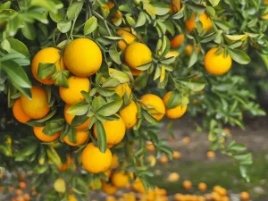 جلوگیری از ریزش میوه در درختان میوه‌ای که تابستانه بار می‌دهند