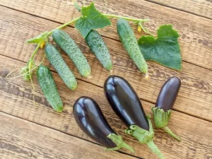 10 نکته طلایی در برداشت خیار و بادمجان برای افزایش باردهی