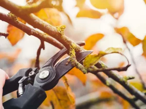 راهنمای انتخاب ابزار هرس مناسب برای پاییز